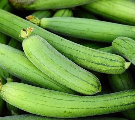 Sponge Gourd vegetable seeds for Home Gardening, Organic Raised Bed Garden Favorite for kitchen garden planting