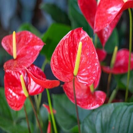 Red Anthurium Flower Seeds