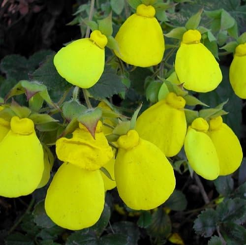 Yellow Giant Calceolaria Flower Seeds