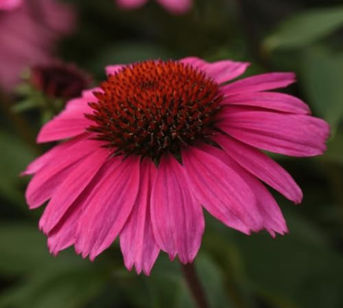 Pink Perennial Flower Seeds