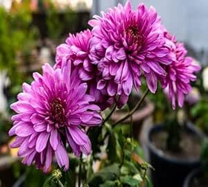 Purple Chrysanthemum Flower Seeds