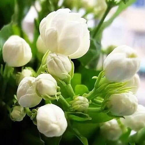 jsamine Flower Seeds