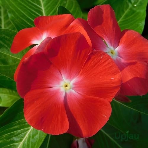 Red Vinca Flower Seeds