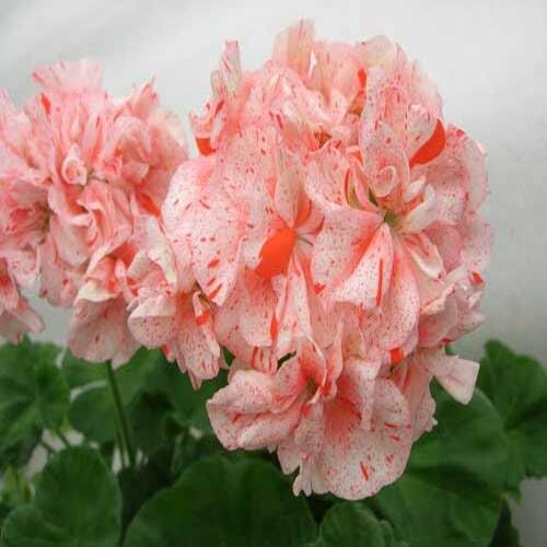 White Orange Univalve Geranium Flower Seeds
