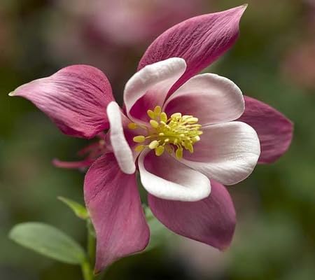 aquilegia Flower Seeds