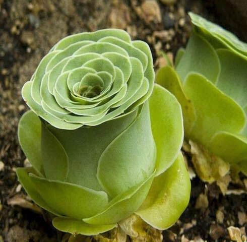 Green Aeonium Greenovia Succulent Flower Seeds