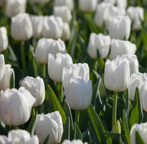 White Tulip Flower Seeds