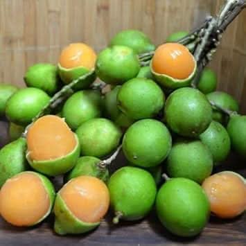 Mamoncillo Fruit Growing Sweet Tropical Treats And Gmo Free Fruit Seeds