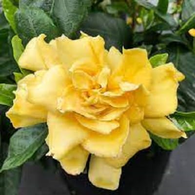 Yellow Gardenia Flower Seeds
