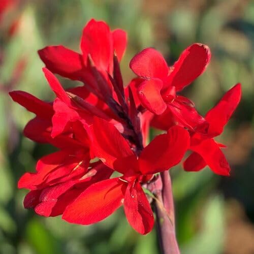 Red Canna Flower Seeds
