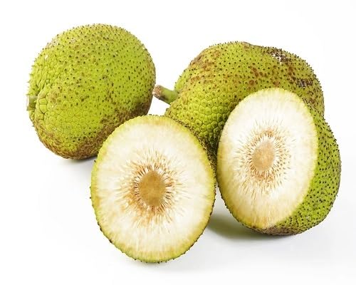 Green Bread . Fruit Seeds Natural Backyard Planting Choice for Fresh Harvest Premium