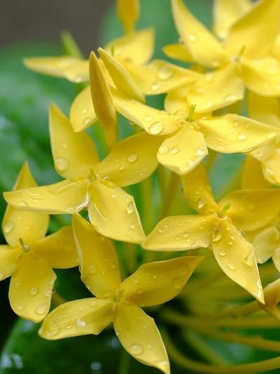 Red Ixora Flower Seeds