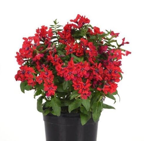 Red Cuphea Flower Seeds