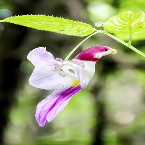 Mixed Parrot Orchid Flowers Seeds