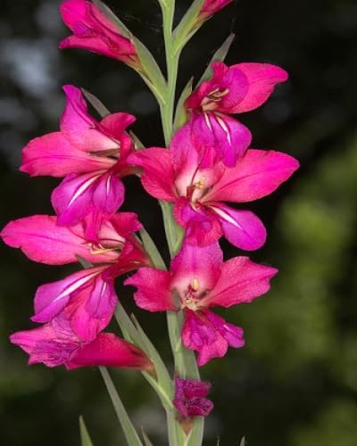 Pink Gladiolus Illyricus Flower Seeds