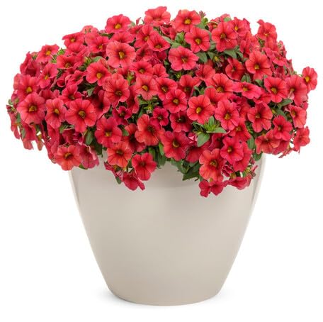 Red Calibrachoa Flower Seeds
