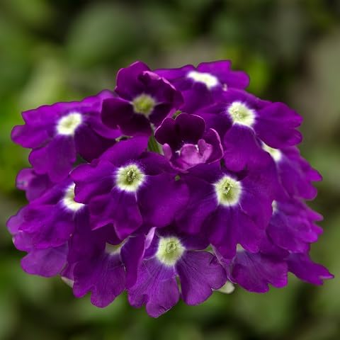 Violet Verbena Flower Seeds