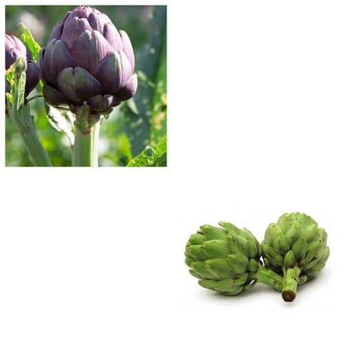 Mixed Artichoke vegetable seeds - Heirloom, Organic, Non Gmo Garden Seeds for kitchen garden planting