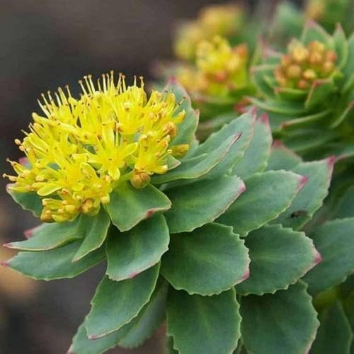 Yellow Rhodiola Rosea Flower Seeds