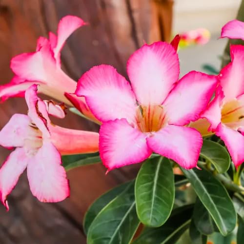 Pink Adenium obesum Flower Seeds
