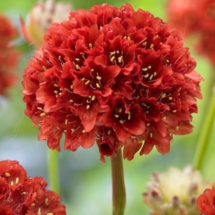 Pink Armeria Flower Seeds