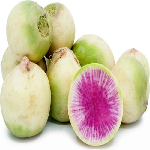 Pink Watermelon Radish vegetable seeds for Home Gardening, Healthy Seasonal Vegetable for kitchen garden planting