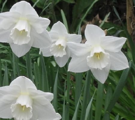 Daffodil Flower Seeds