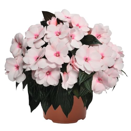 Pink White Impatiens Flower Seeds