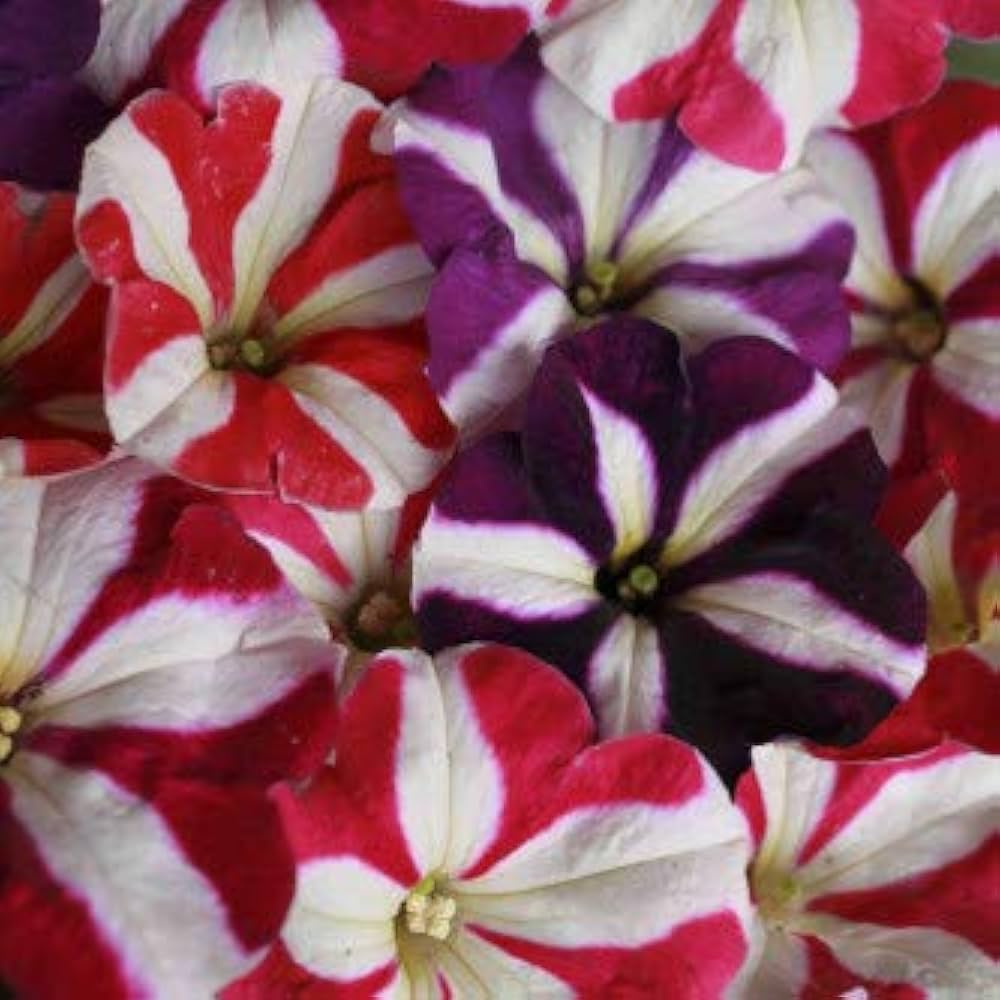 Hanging Petunia Flower Multicolor Balcony And Garden