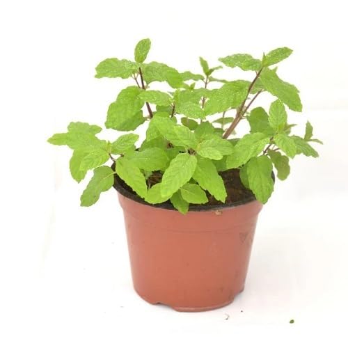Mint Plant Seeds herb seeds - organic, fresh harvest garden seeds