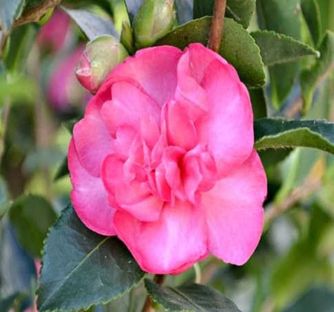 camellia flower seeds flower