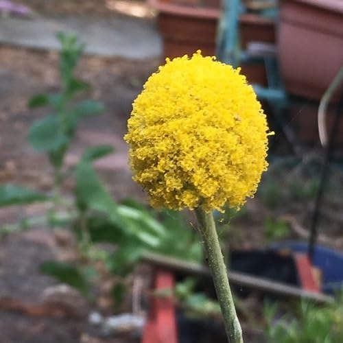 Billy Buttons Flower Seeds