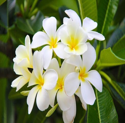 White Yellow Gardenia Flower Seeds