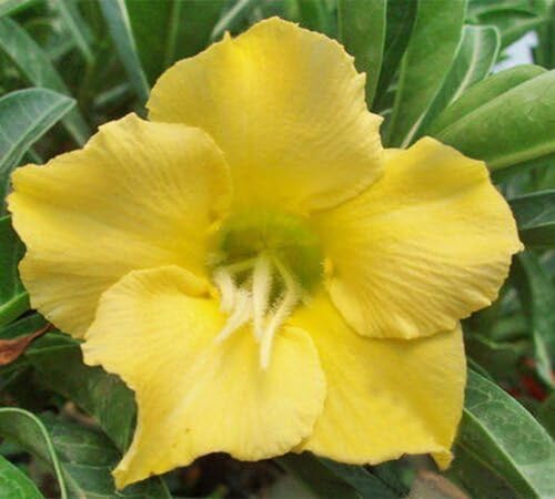 Yellow Adenium Flower Seeds