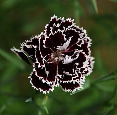 White Black Carnation Flower Seeds