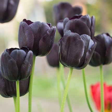 Tulip Flower Seeds
