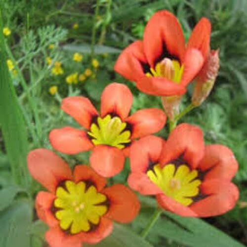 Orange Sparaxis Flower Seeds