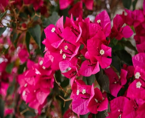 Pink Bougainvillea Flower Seeds