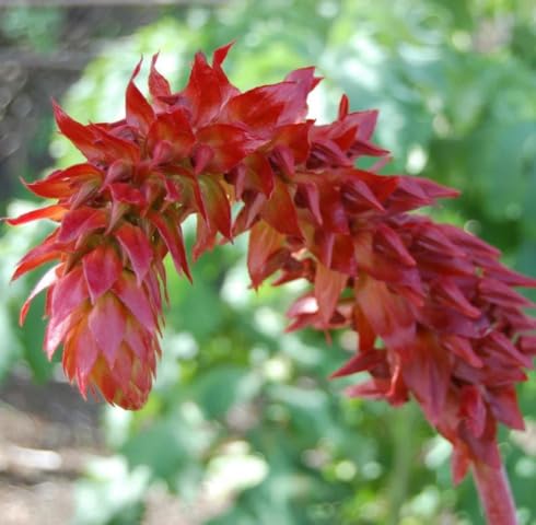 Pink Puya Dyckioides Flower Seeds