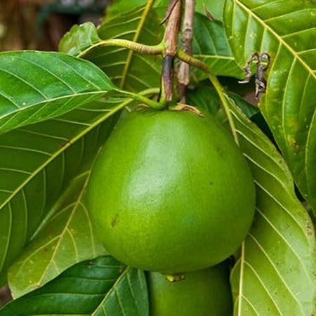 Green Alibertia patinoi Fruit fruit seeds for organic garden planting