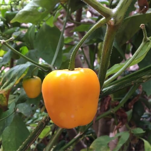 Yellow Rocoto Vegetable vegetable seeds - Heirloom, Organic, Non Gmo Garden Seeds for kitchen garden planting