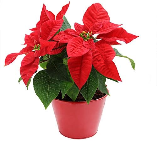 RED POINSETTIA FLOWER SEEDS