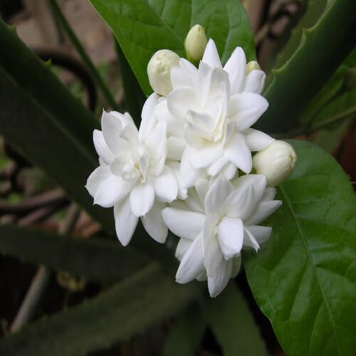 White Jasmine Flower Seeds