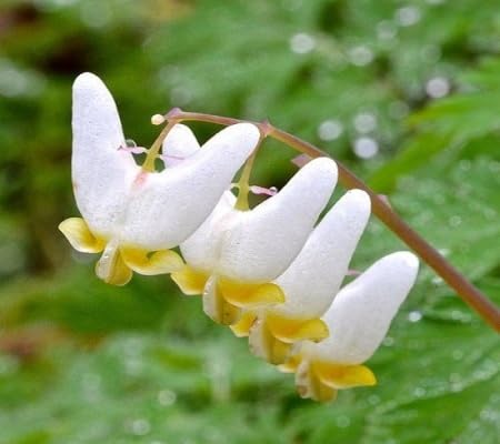 White cucullaria Flower Seeds