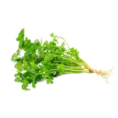 Green Coriander Plant Seeds herb seeds - sustainable gardening, high germination garden seeds