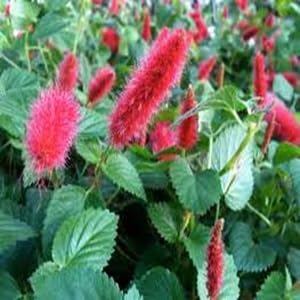 Red Monkey's Tail Flower Seeds