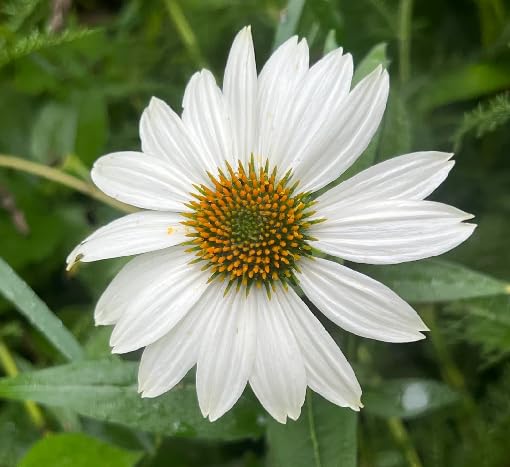 White Echinacea Flower Seeds