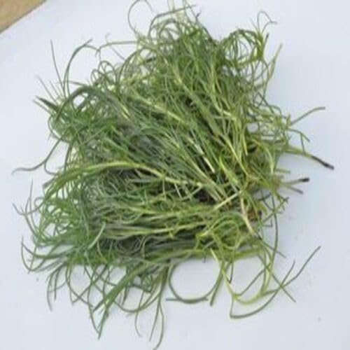 Agretti Green vegetable seeds for Home Gardening, Nutritious Backyard Harvest Collection for kitchen garden planting