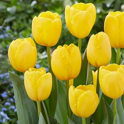 Yellow Tulip Flower Seeds