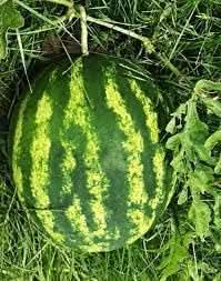 Klondike Striped Blue Ribbon Watermelon Open Pollinated Fruit Seeds